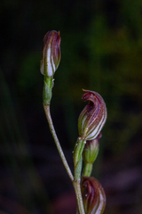 Pterostylis furva