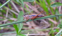 Conocephalus semivittatus