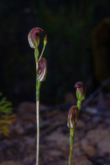 Pterostylis furva