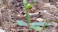 Ophrys fusca