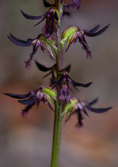 Genoplesium ostrinum