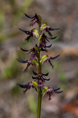 Genoplesium ostrinum