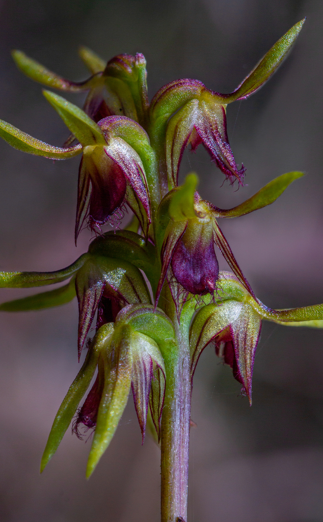 Genoplesium sagittiferum