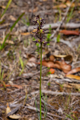 Genoplesium ostrinum