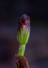Pterostylis furva