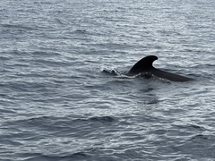 Globicephala melas