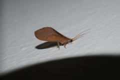 Isoscelipteron fulvum