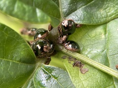 Coptosoma xanthogramma