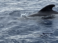 Globicephala melas