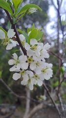 Prunus salicina