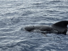 Globicephala melas