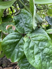 Coptosoma xanthogramma