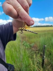 Zosteraeschna minuscula