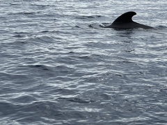 Globicephala melas