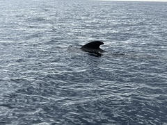 Globicephala melas