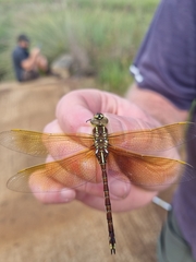 Zosteraeschna minuscula