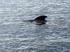Globicephala melas