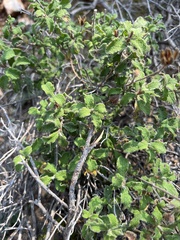 Cistus