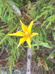 Calochortus venustulus