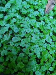 Hydrocotyle heteromeria