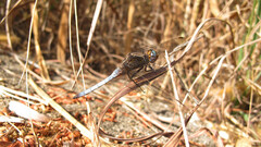 Orthetrum azureum