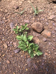 Acanthospermum australe