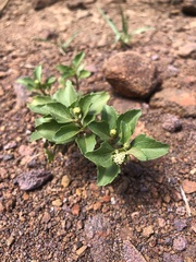 Acanthospermum australe