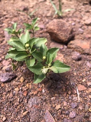 Acanthospermum australe