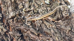 Psammophis subtaeniatus