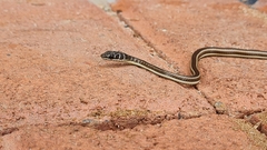 Psammophis subtaeniatus