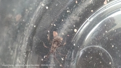 Insecta