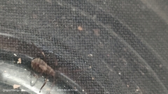 Insecta