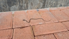 Psammophis subtaeniatus