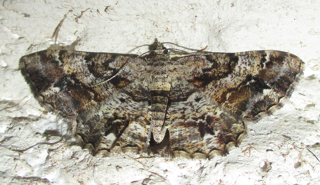 Chiasmia multistrigata