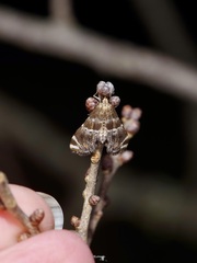 Petrophila jaliscalis