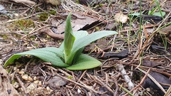 Ophrys fusca