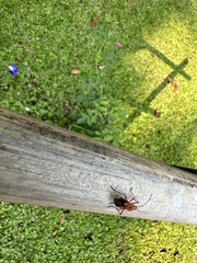 Dysdercus cingulatus