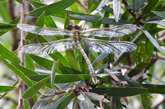 Hemigomphus heteroclytus