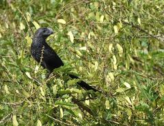Crotophaga ani