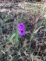 Verbena rigida