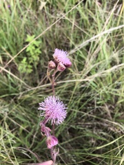 Campuloclinium macrocephalum