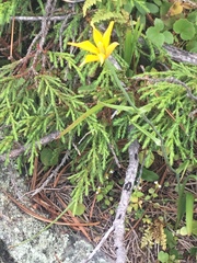Calochortus venustulus
