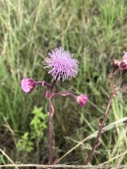 Campuloclinium macrocephalum