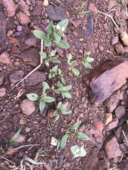 Richardia brasiliensis