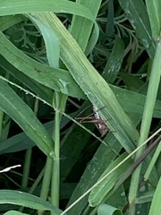 Conocephalus semivittatus