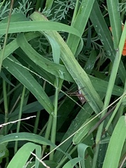Conocephalus semivittatus