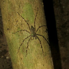 Pandercetes