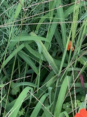 Conocephalus semivittatus