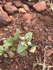 Richardia brasiliensis