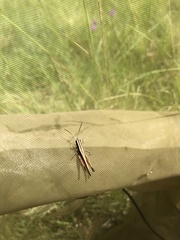 Orthoptera